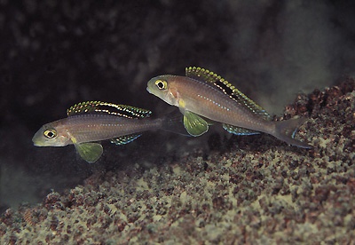 Xenotilapia sp. 'papilio sunflower' Mtosi